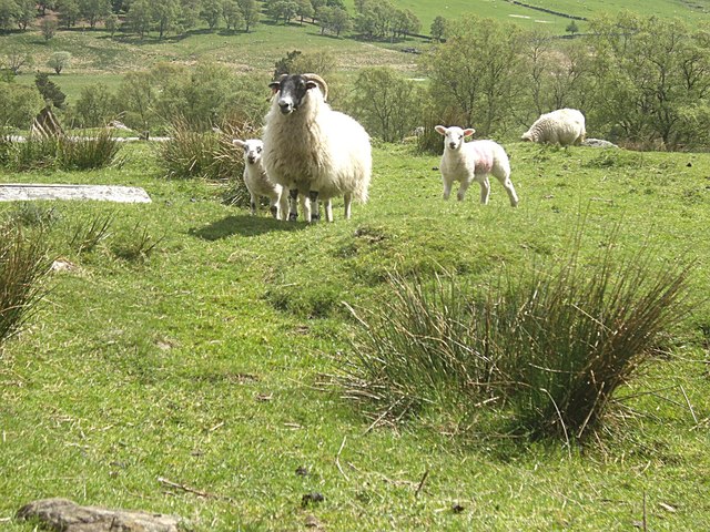 Sheep And Rooks Programme Notes – When Rooks Fly Homeward – Peter John Orme